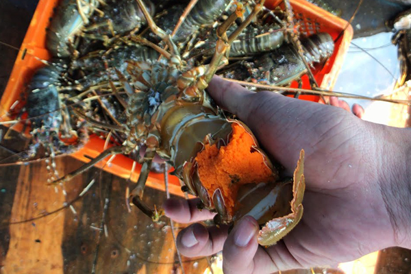 Chi tiền triệu mua tôm hùm, tá hỏa thấy miếng trắng dai như cao su-7