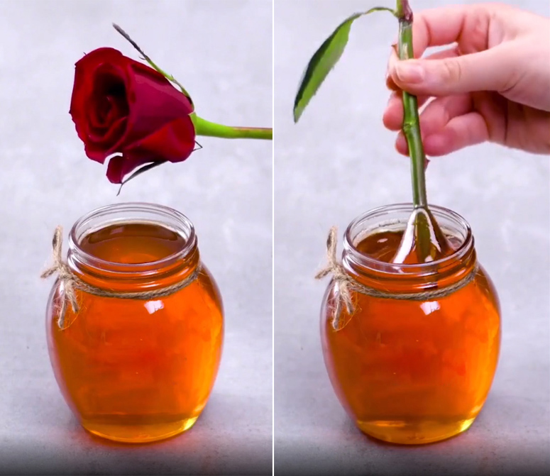 Cách trồng hoa hồng từ một cành cụt thành nhiều bông nở rộ ai ngắm cũng phải lòng-2