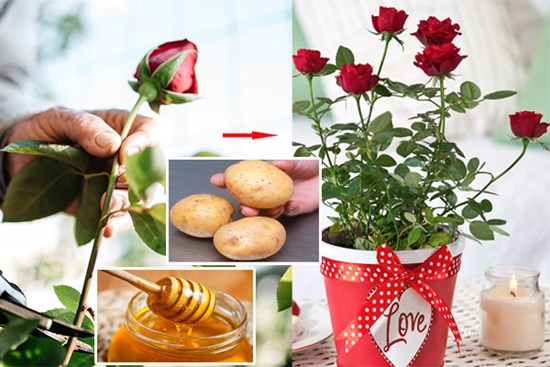 Cách trồng hoa hồng từ một cành cụt thành nhiều bông nở rộ ai ngắm cũng