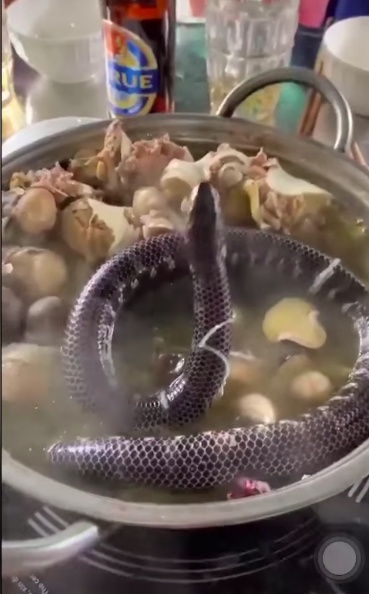 Để nguyên con rắn còn sống bò trườn vì nóng trên nồi lẩu, nhóm thanh niên bị dân mạng phản ứng dữ dội vì cách ăn đã ghê lại tàn nhẫn-2