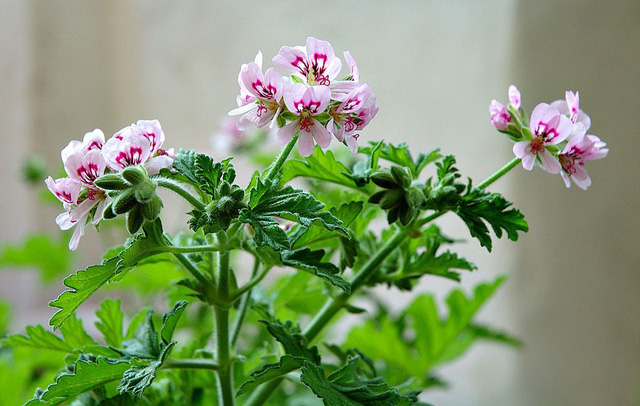 Để 4 loại cây này trong nhà, vừa hợp phong thủy vừa đảm bảo không còn con muỗi nào bén mảng-1