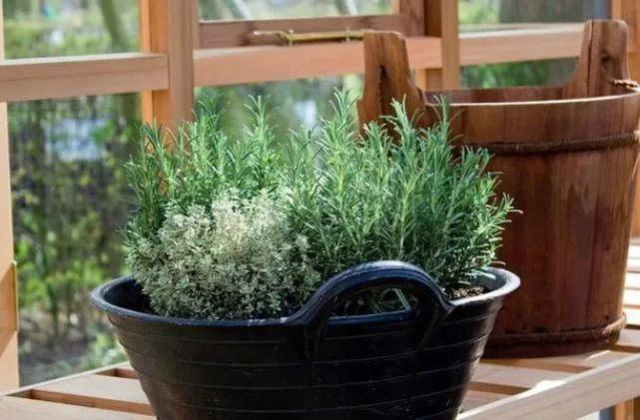 Để 4 loại cây này trong nhà, vừa hợp phong thủy vừa đảm bảo không còn con muỗi nào bén mảng-3