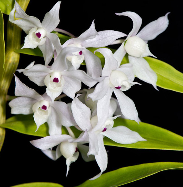 Để 4 loại cây này trong nhà, vừa hợp phong thủy vừa đảm bảo không còn con muỗi nào bén mảng-6