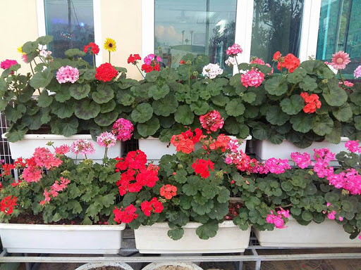 Để 4 loại cây này trong nhà, vừa hợp phong thủy vừa đảm bảo không còn con muỗi nào bén mảng-8