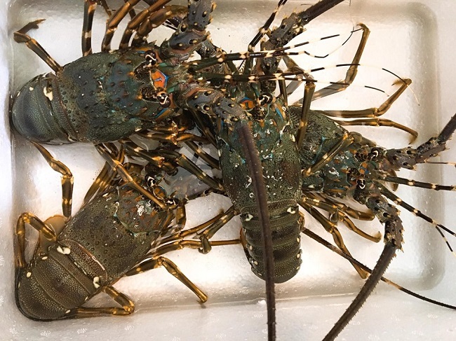 Chi tiền triệu mua tôm hùm, tá hỏa thấy miếng trắng dai như cao su-1