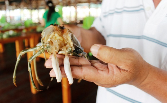 Chi tiền triệu mua tôm hùm, tá hỏa thấy miếng trắng dai như cao su-5