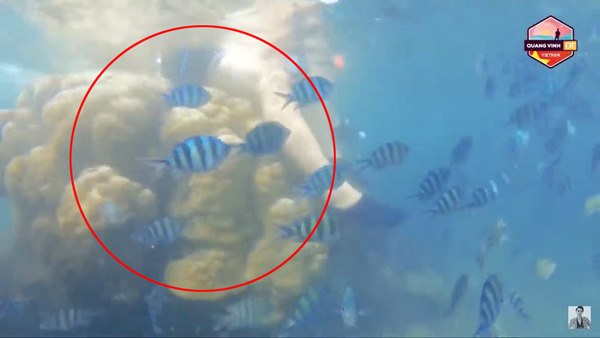 Quang Vinh và Phạm Quỳnh Anh bất ngờ bị lên án vì hành động phá hoại tài nguyên thiên nhiên biển-3