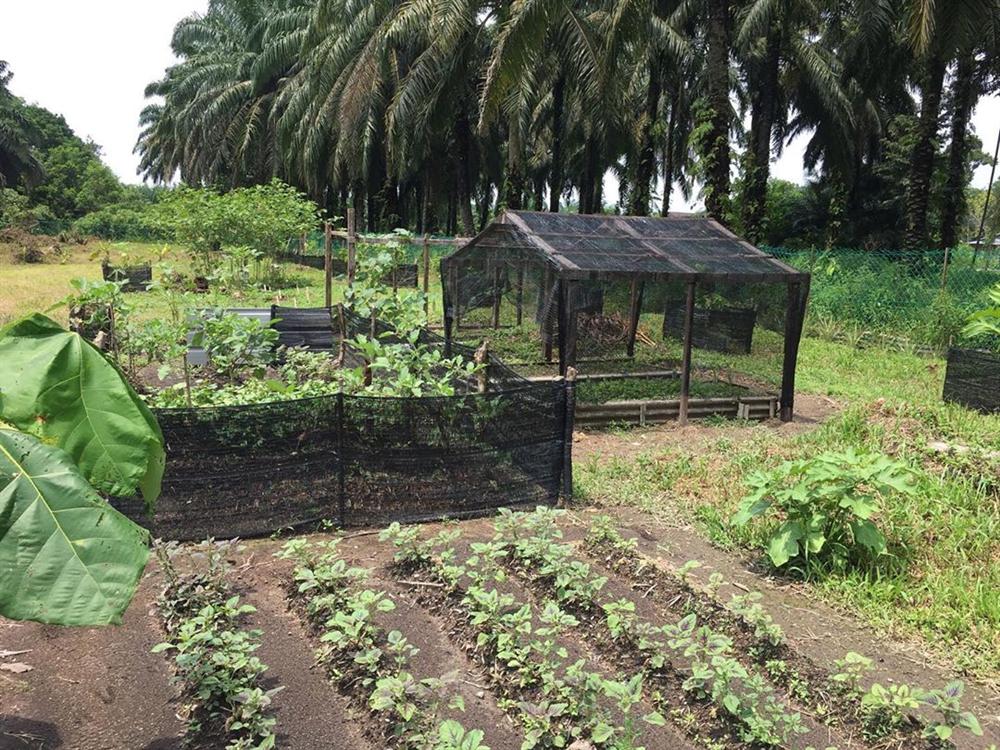 Cô gái 27 tuổi quyết định về quê sống cuộc đời bình dị, trồng rau, làm vườn sau khi tốt nghiệp thạc sĩ ở Thủ đô-3