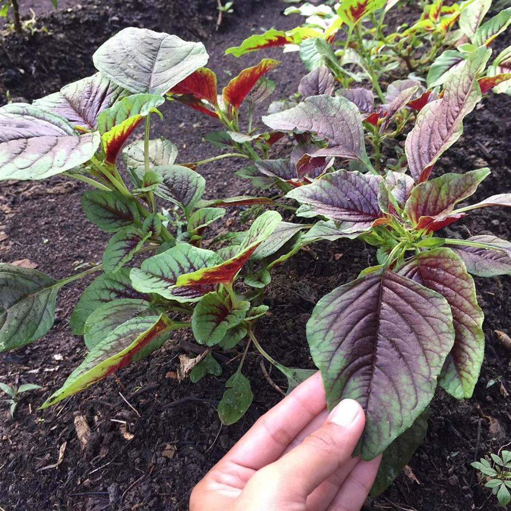 Cô gái 27 tuổi quyết định về quê sống cuộc đời bình dị, trồng rau, làm vườn sau khi tốt nghiệp thạc sĩ ở Thủ đô-5