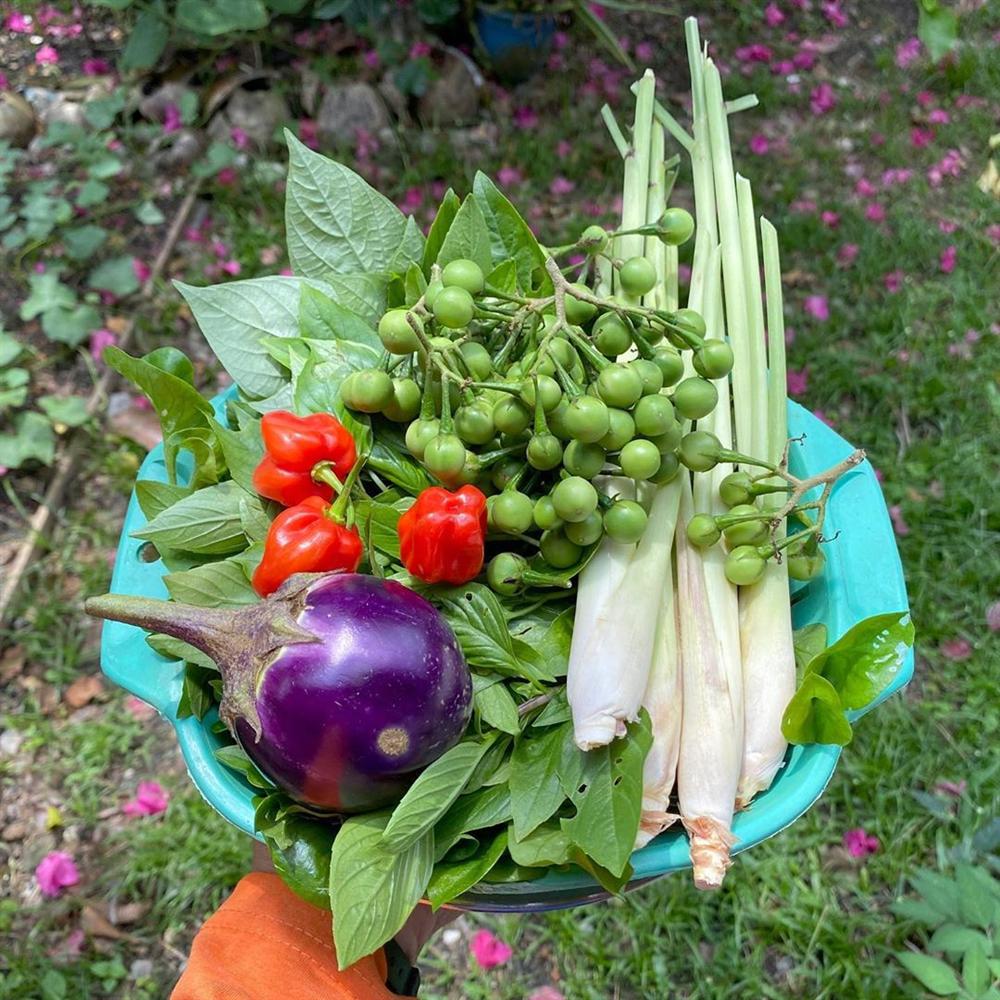Cô gái 27 tuổi quyết định về quê sống cuộc đời bình dị, trồng rau, làm vườn sau khi tốt nghiệp thạc sĩ ở Thủ đô-9