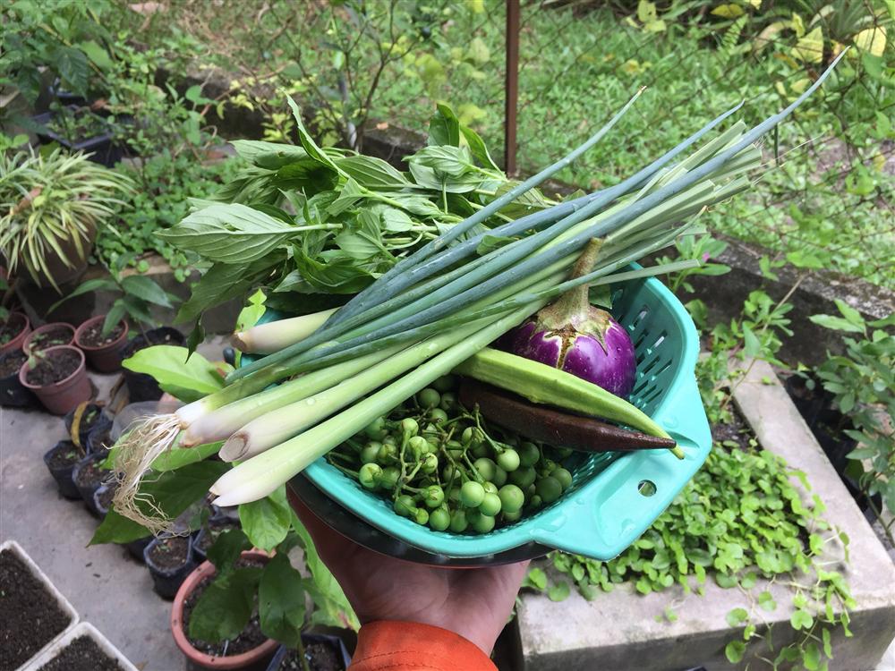 Cô gái 27 tuổi quyết định về quê sống cuộc đời bình dị, trồng rau, làm vườn sau khi tốt nghiệp thạc sĩ ở Thủ đô-13