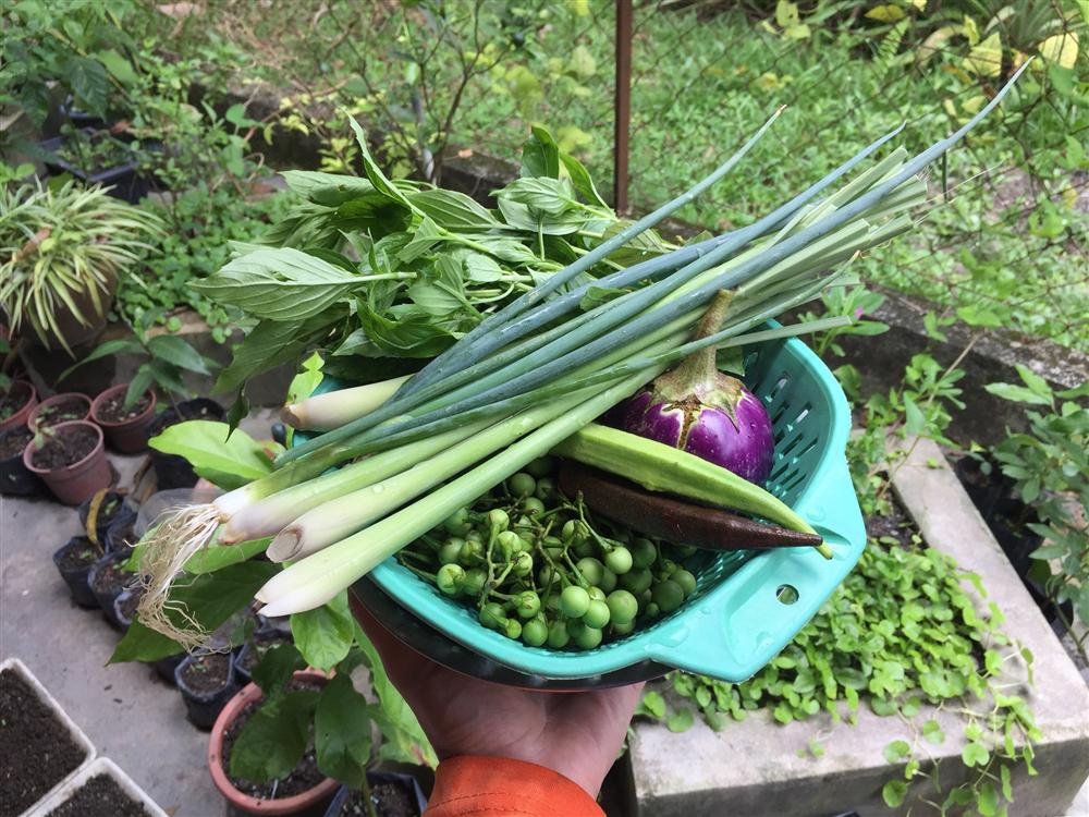 Cô gái 27 tuổi quyết định về quê sống cuộc đời bình dị, trồng rau, làm vườn sau khi tốt nghiệp thạc sĩ ở Thủ đô-13