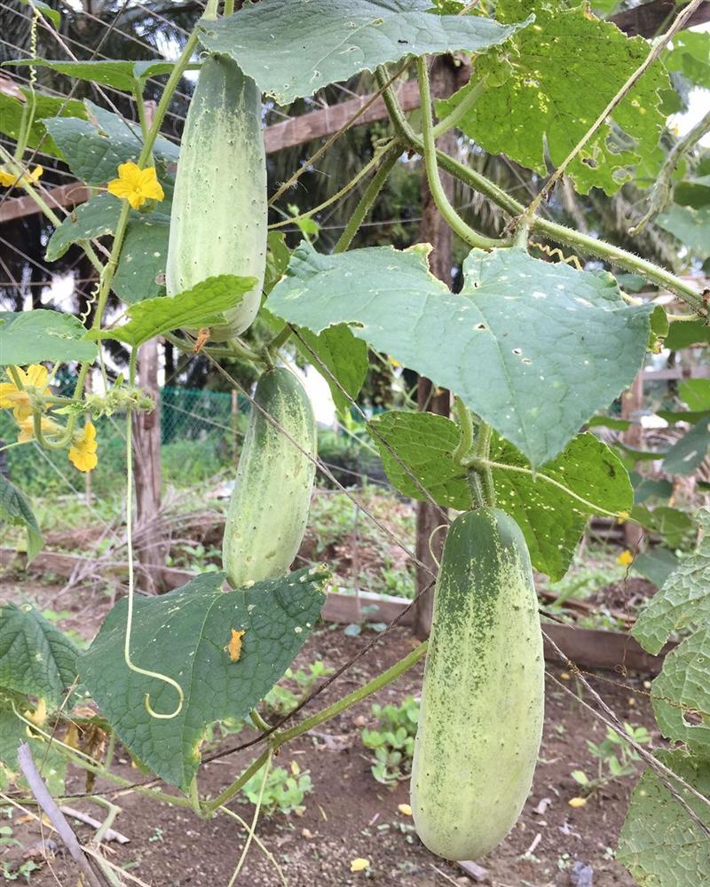 Cô gái 27 tuổi quyết định về quê sống cuộc đời bình dị, trồng rau, làm vườn sau khi tốt nghiệp thạc sĩ ở Thủ đô-15
