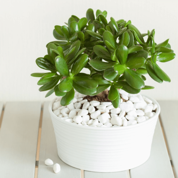 8 loại cây hay gặp này lại hút may mắn, gia tăng vận khí, gọi lộc về nhà-5