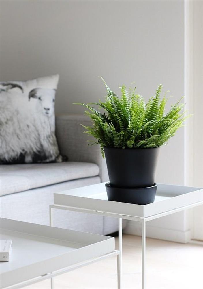 Hè nóng bức, chị em hội nghiện decor đừng bỏ qua những loại cây này để làm mát không gian ngôi nhà-2