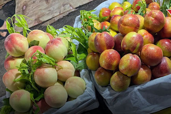 Dân buôn tiết lộ sự thật về đào mỏ quạ đang bán tràn chợ-3