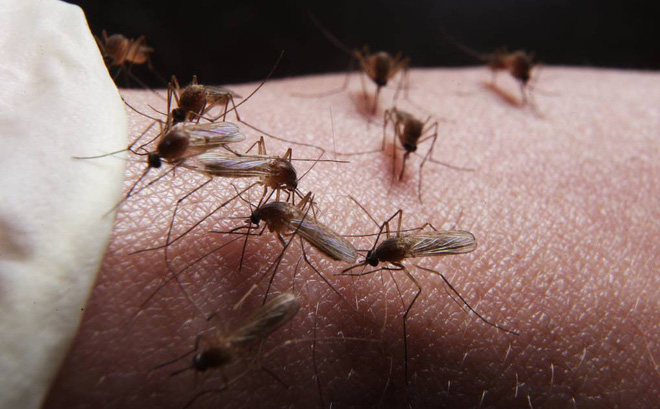 6 hiểu lầm nguy hiểm về bệnh sốt xuất huyết có thể khiến người bệnh tử vong-1