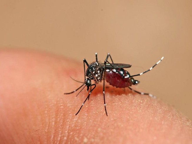 6 hiểu lầm nguy hiểm về bệnh sốt xuất huyết có thể khiến người bệnh tử vong-2
