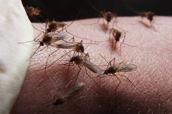 Hà Nội tăng mạnh ca mắc sốt xuất huyết, nhiều ổ dịch phức tạp-2