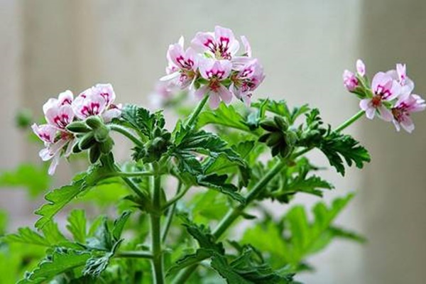 5 điều không thể bỏ qua trong phong thủy nhà bếp để rước tài lộc vào nhà-7