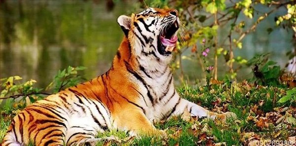 Tuần tới, 3 con giáp này gặp nhiều may mắn, chỉ có thành công không lo thất bại, cuộc sống dư dả-1