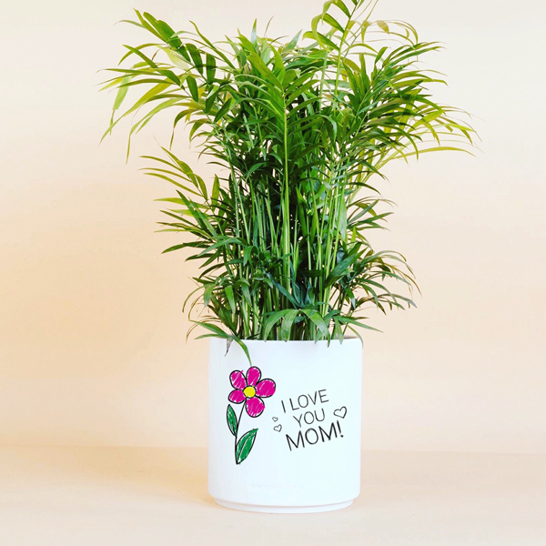 8 loại cây hay gặp này lại hút may mắn, gia tăng vận khí, gọi lộc về nhà-3