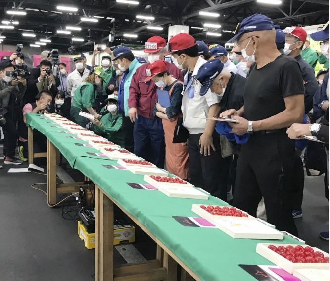 Cherry Nhật kỷ lục 64 triệu 15 quả, về Việt Nam giá 6,6 triệu/kg-1
