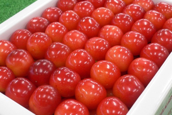 Cherry Nhật kỷ lục 64 triệu 15 quả, về Việt Nam giá 6,6 triệu/kg-3