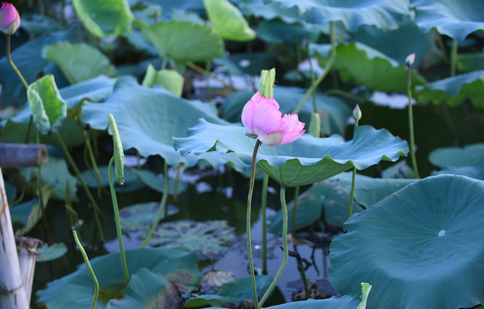 Thu nhập khủng nhờ trồng sen Hồ Tây-1