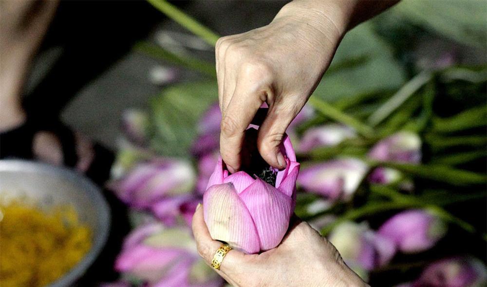 Thu nhập khủng nhờ trồng sen Hồ Tây-11