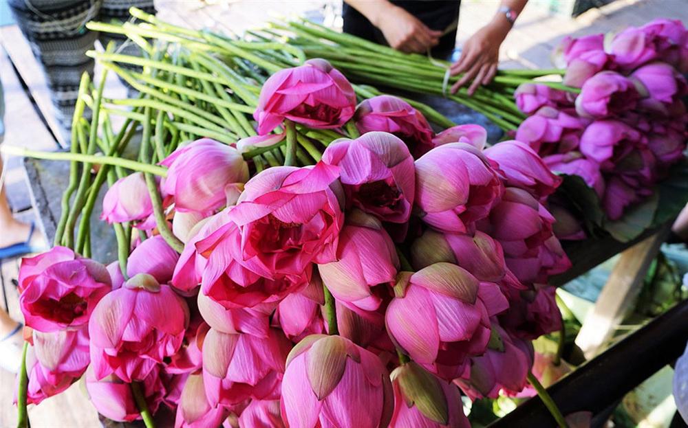 Thu nhập khủng nhờ trồng sen Hồ Tây-13