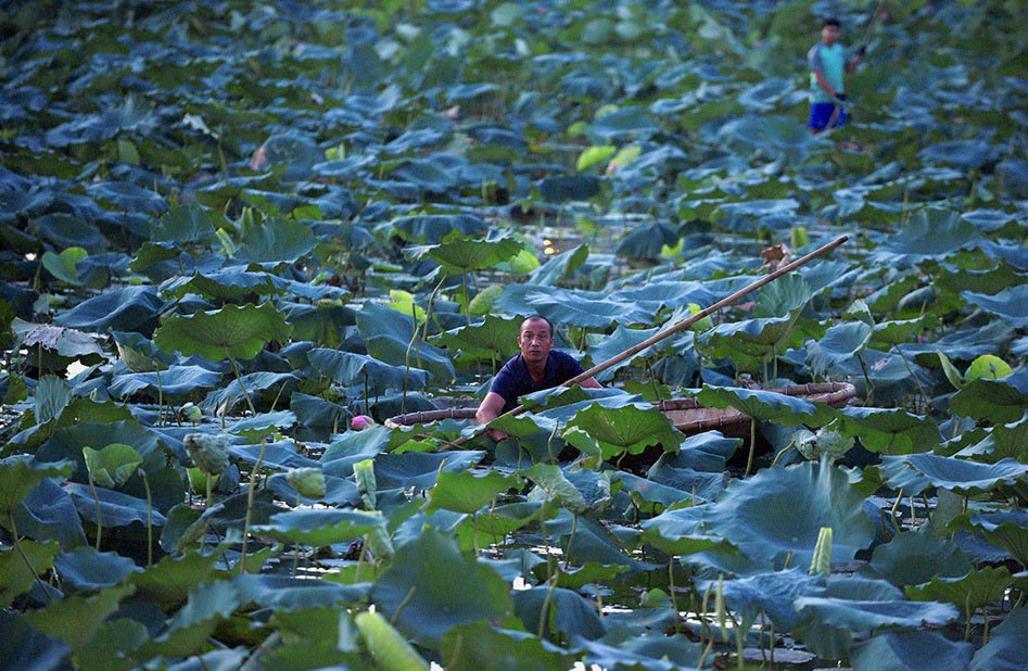Thu nhập khủng nhờ trồng sen Hồ Tây-2