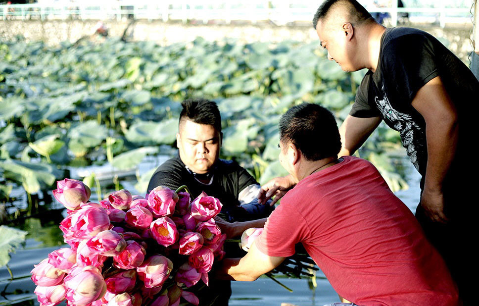 Thu nhập khủng nhờ trồng sen Hồ Tây-5