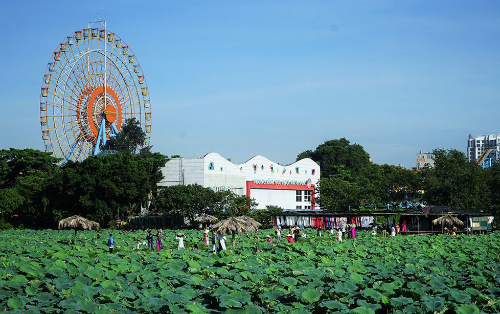 Thu nhập khủng nhờ trồng sen Hồ Tây-9