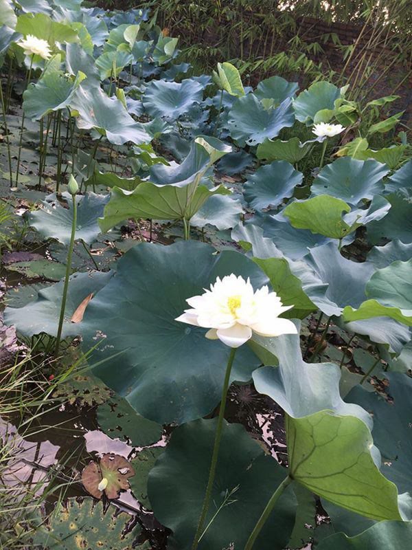 Quang Tèo - Giang Còi 1 đời đi diễn cùng nhau, về già mua nhà vườn trồng rau, dưỡng già-10