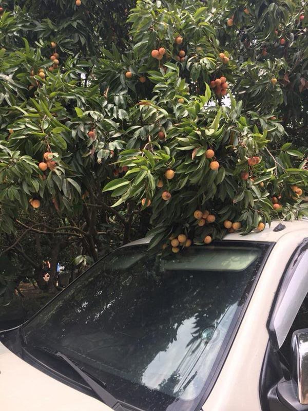 Quang Tèo - Giang Còi 1 đời đi diễn cùng nhau, về già mua nhà vườn trồng rau, dưỡng già-12