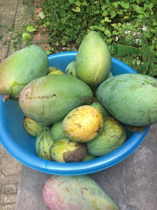 Quang Tèo - Giang Còi 1 đời đi diễn cùng nhau, về già mua nhà vườn trồng rau, dưỡng già-13