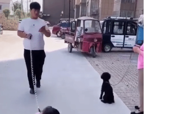 Đang dạo chơi trên đường bỗng dưng nhìn thấy một chú chó, hành động của con gái nhỏ khiến bố phát hoảng