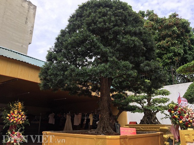 Hoa mắt với báu vật sanh cổ Tiên lão giáng trần dáng chưa từng có giá ngang biệt thự-3