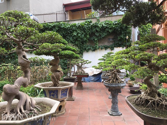 Hoa mắt với báu vật sanh cổ Tiên lão giáng trần dáng chưa từng có giá ngang biệt thự-5