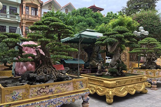Hoa mắt với