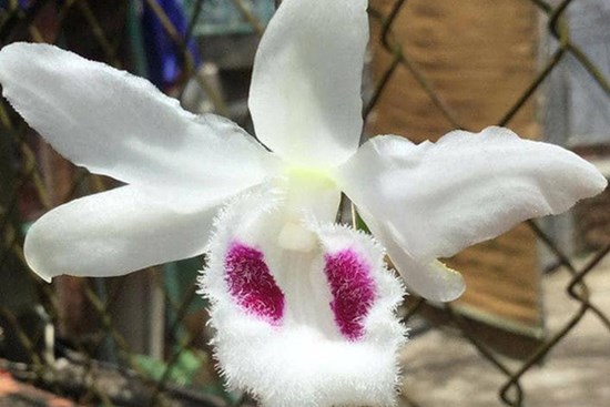 Chậu lan Huyền thoại Bướm đại ngàn vừa chốt giá 15 tỷ đồng, “khủng” nhất Việt Nam?