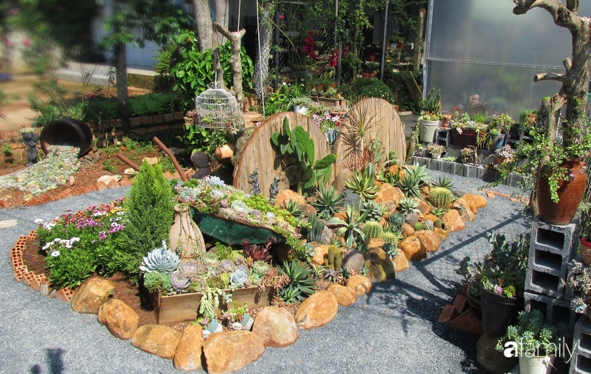 Chỉ tốn hơn 1 triệu đồng, mẹ trẻ biến hình mảnh đất nhỏ trở thành khu vườn trồng xương rồng, sen đá đẹp mê mẩn ở Đà Lạt-3