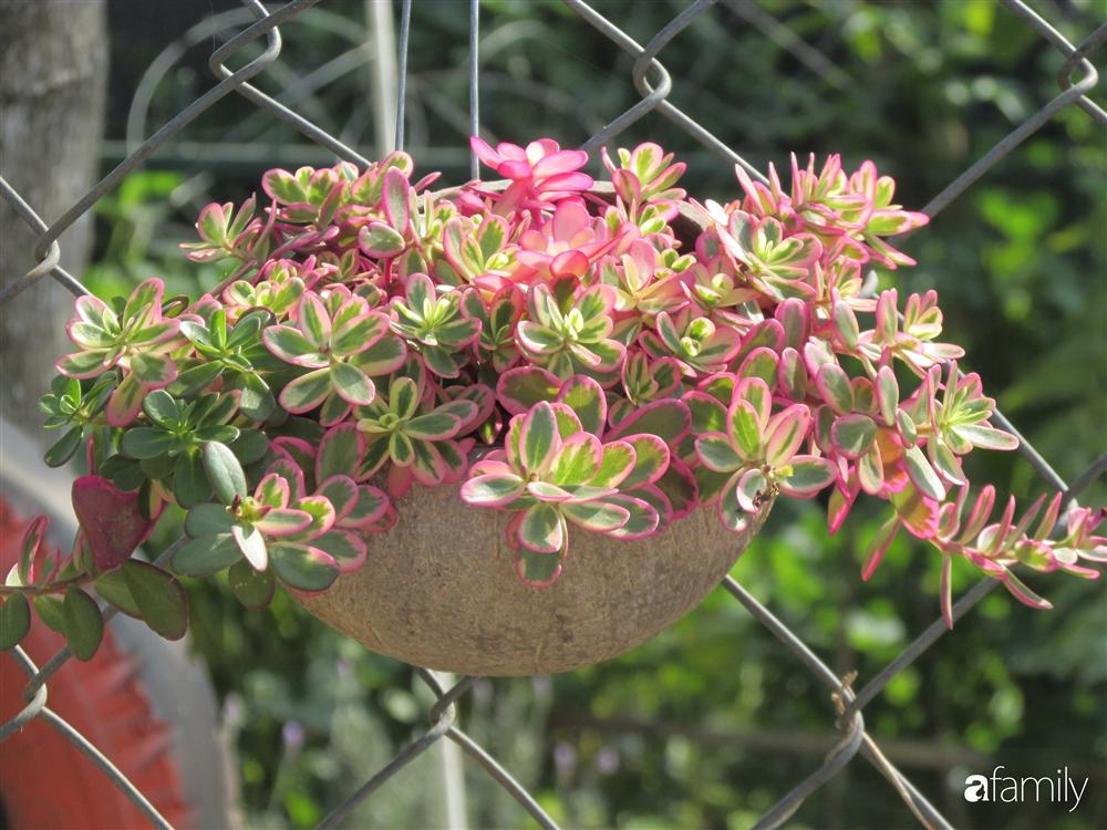 Chỉ tốn hơn 1 triệu đồng, mẹ trẻ biến hình mảnh đất nhỏ trở thành khu vườn trồng xương rồng, sen đá đẹp mê mẩn ở Đà Lạt-6