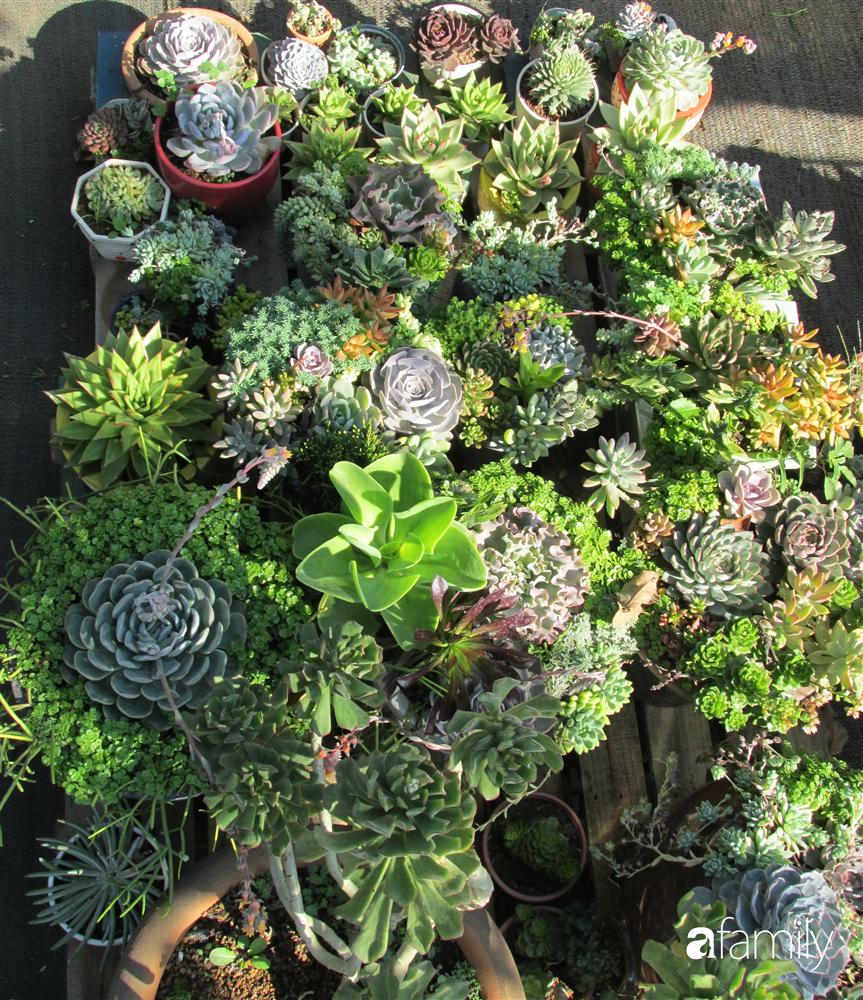 Chỉ tốn hơn 1 triệu đồng, mẹ trẻ biến hình mảnh đất nhỏ trở thành khu vườn trồng xương rồng, sen đá đẹp mê mẩn ở Đà Lạt-7