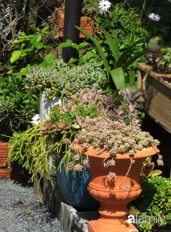 Chỉ tốn hơn 1 triệu đồng, mẹ trẻ biến hình mảnh đất nhỏ trở thành khu vườn trồng xương rồng, sen đá đẹp mê mẩn ở Đà Lạt-8