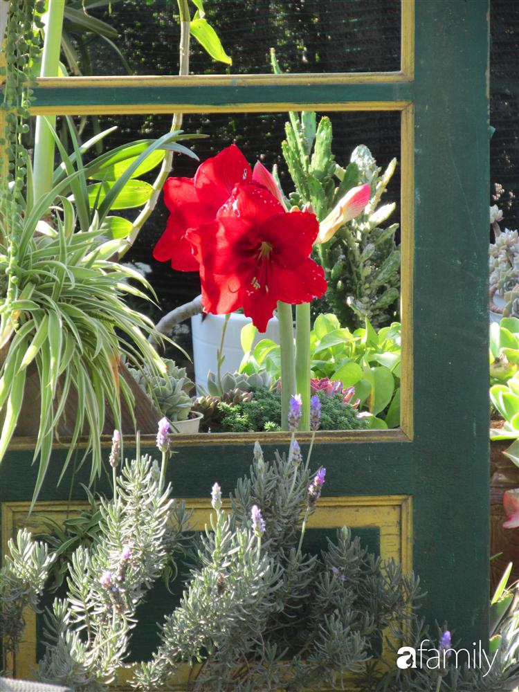 Chỉ tốn hơn 1 triệu đồng, mẹ trẻ biến hình mảnh đất nhỏ trở thành khu vườn trồng xương rồng, sen đá đẹp mê mẩn ở Đà Lạt-11
