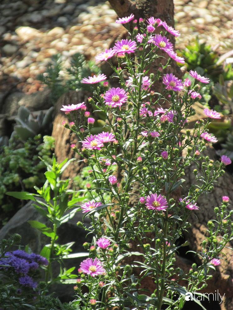 Chỉ tốn hơn 1 triệu đồng, mẹ trẻ biến hình mảnh đất nhỏ trở thành khu vườn trồng xương rồng, sen đá đẹp mê mẩn ở Đà Lạt-12