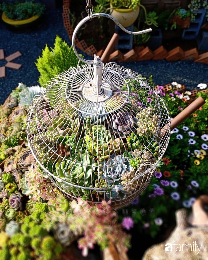 Chỉ tốn hơn 1 triệu đồng, mẹ trẻ biến hình mảnh đất nhỏ trở thành khu vườn trồng xương rồng, sen đá đẹp mê mẩn ở Đà Lạt-14