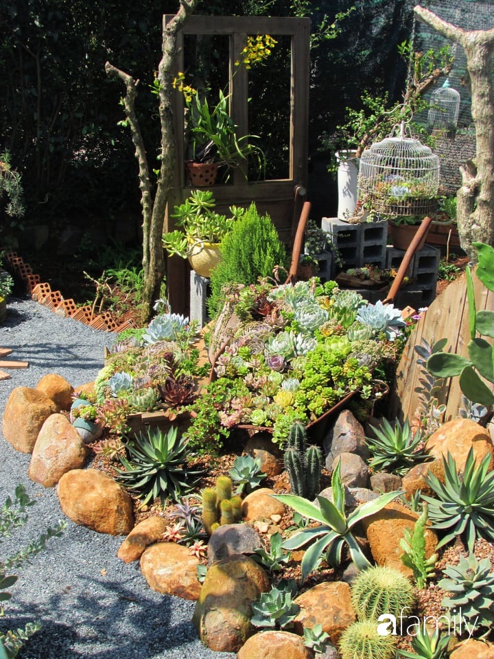 Chỉ tốn hơn 1 triệu đồng, mẹ trẻ biến hình mảnh đất nhỏ trở thành khu vườn trồng xương rồng, sen đá đẹp mê mẩn ở Đà Lạt-16